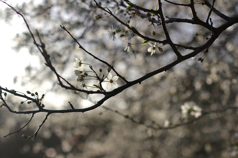 Spring blossom by Marianna Pobedimova