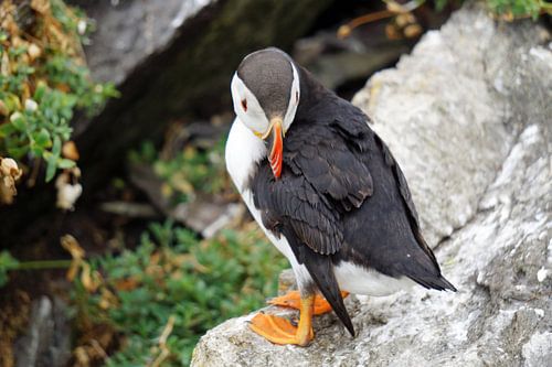Papegaaiduikers op het eiland Skellig Michael in Ierland