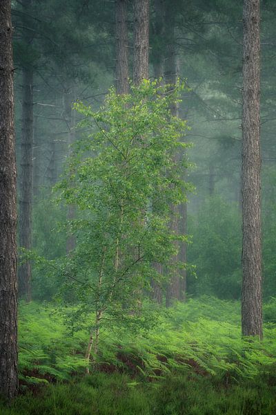 Eine schöne frischgrüne Birke zwischen den Farnen. von Jos Pannekoek