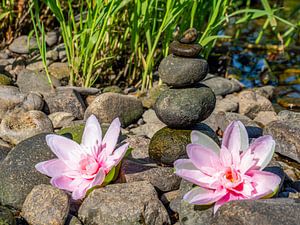 Fleurs de lotus sur fond de pierres d'équilibre sur Animaflora PicsStock