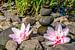 Lotusblumen mit Balancesteinen Hintergrund von Animaflora PicsStock