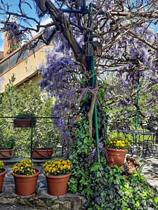 Wisteria Momente 6