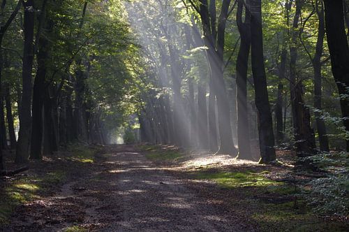 Bomen met zonlicht