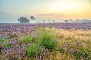 Sunrise over a heather landscape at the Veluwe