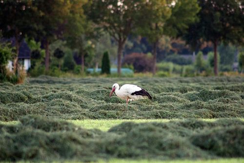 Ooievaar in Lemelervelds weiland