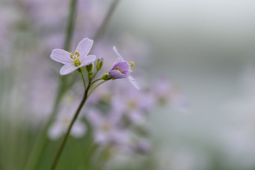 Roze bloesem. van Bianca Boogerd