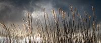 Reed 1
