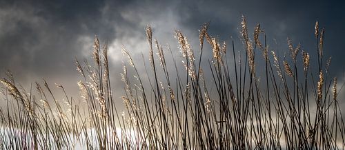 Riet 1