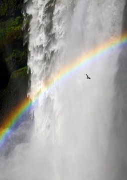 Zeemeeuw met regenboog bij de waterval van Jonathan Vandevoorde