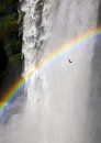 Zeemeeuw met regenboog bij de waterval par Jonathan Vandevoorde Aperçu