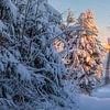 Wintermorgen am Fichtelberg von Daniela Beyer