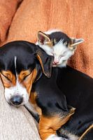 Slapende hond met kitten