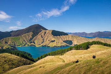 Marlborough Sounds by Antwan Janssen