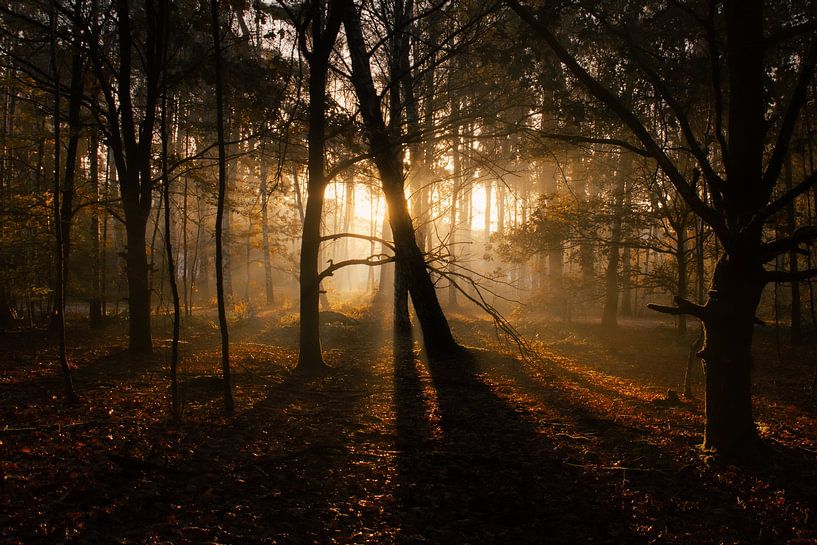 L'automne dans le Warandebos, Tilburg par Nynke Altenburg