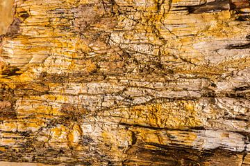 Versteinertes Holz von Rinus Lasschuyt Fotografie