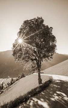 Een berkenboom in het zonlicht van Christa Kramer