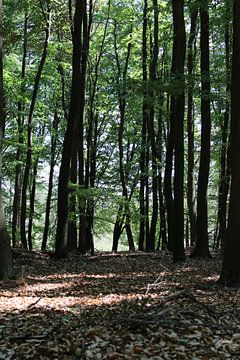 lumière du soleil dans la forêt sur Bianca Massaar