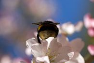Blüte mit Biene im Frühling von Discover Dutch Nature Miniaturansicht