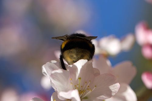 Bloesem met bij in de lente