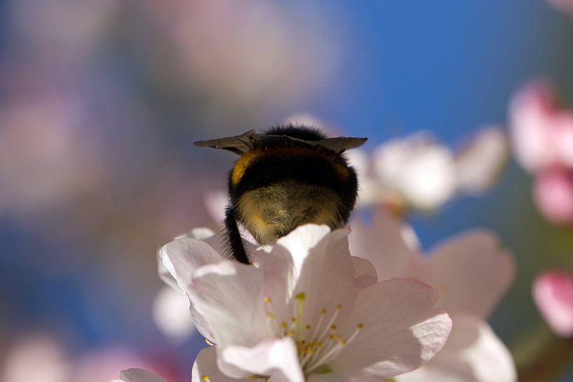 Blüte mit Biene im Frühling von Discover Dutch Nature