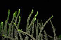 groen dansende bloemen in de nacht