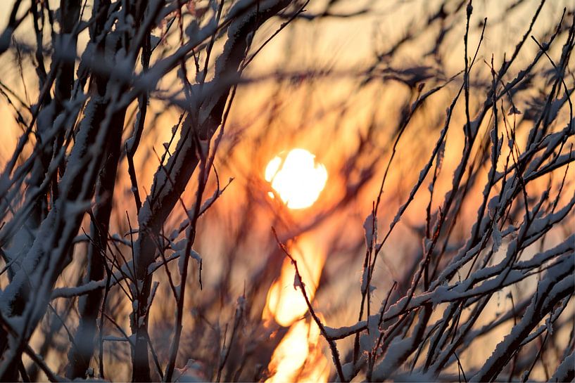 Sunset through trees. Winter time by Yevgen Belich