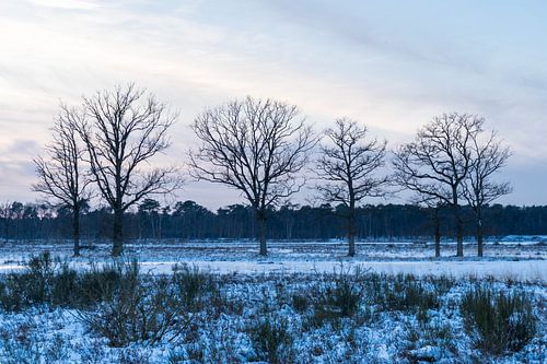 Sneeuw bedekt de bomen in de winter in het bos tijdens zonsondergang.