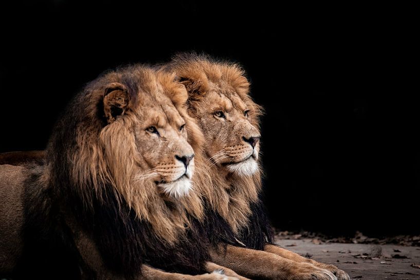 Lion brothers by Design Wall Arts
