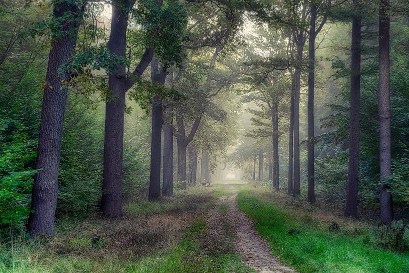 Breda Liesbos dans le brouillard par Egon Zitter