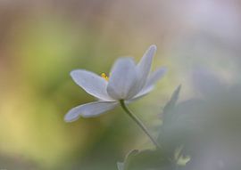 Reaching out for the sun by Judith Veenstra