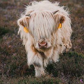 Young Highland calf by Inge Pots