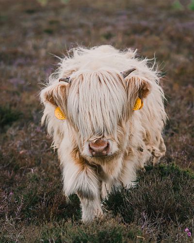 Jonge Hooglander van Inge Pots