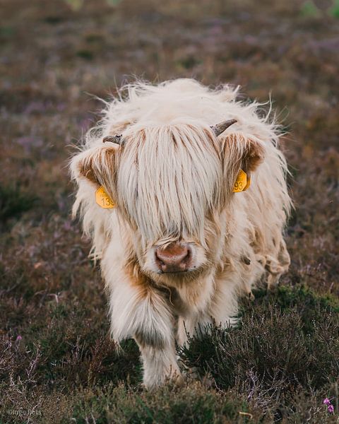 Junger Highlander von Inge Pots