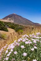 Fleur dans le parc national du Teide, Îles Canaries, Espagne