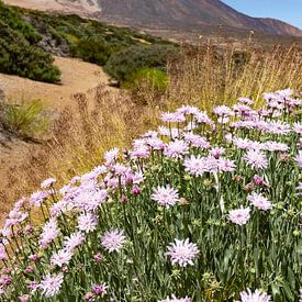 Fleur dans le parc national du Teide, Îles Canaries, Espagne sur Emel Malms