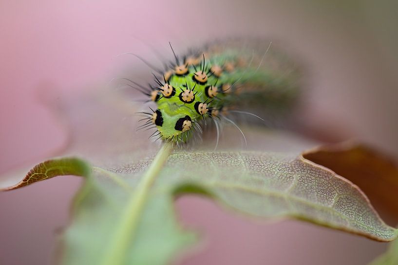 Night peacock caterpillar by Esther Maria