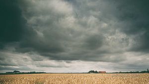 Goldenes Kornfeld (Farbe) von Lex Schulte