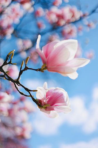 Magnolien-Traum