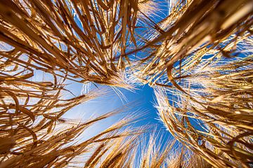 Grain in the Field seen from the ground frame-filling. by Brian Morgan