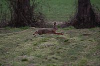 Ein laufender Hase