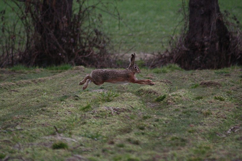 A running hare by Christian Van Ettekoven