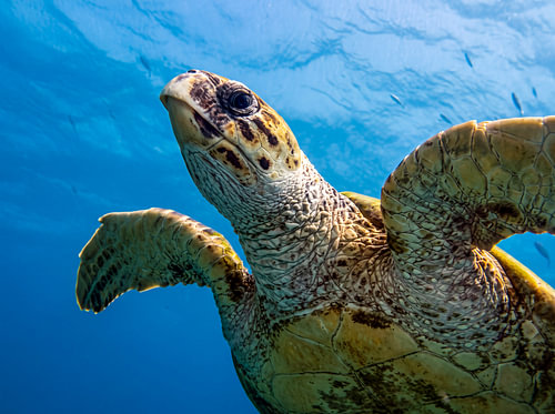 Karetschildpad in open water, op weg naar het wateroppervlak