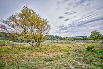 Autumn in dune landscape North Holland dune reserve by eric van der eijk