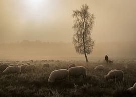 Matin brumeux sur la Westerheide sur Jasmijn Fotografeert