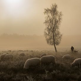 Mistige ochtend op de Westerheide van Jasmijn Fotografeert