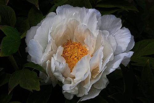 Witte Paeonia