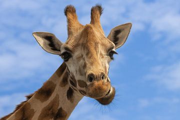 Giraffe Nahaufnahme mit blauem Himmel