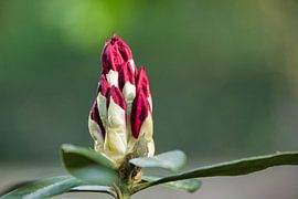 in de knop von Henk van der Steege