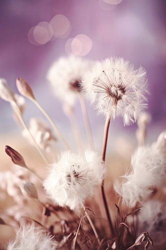 Dandelion Impression