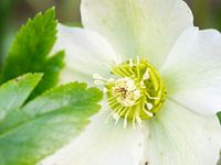 Helleborus niger